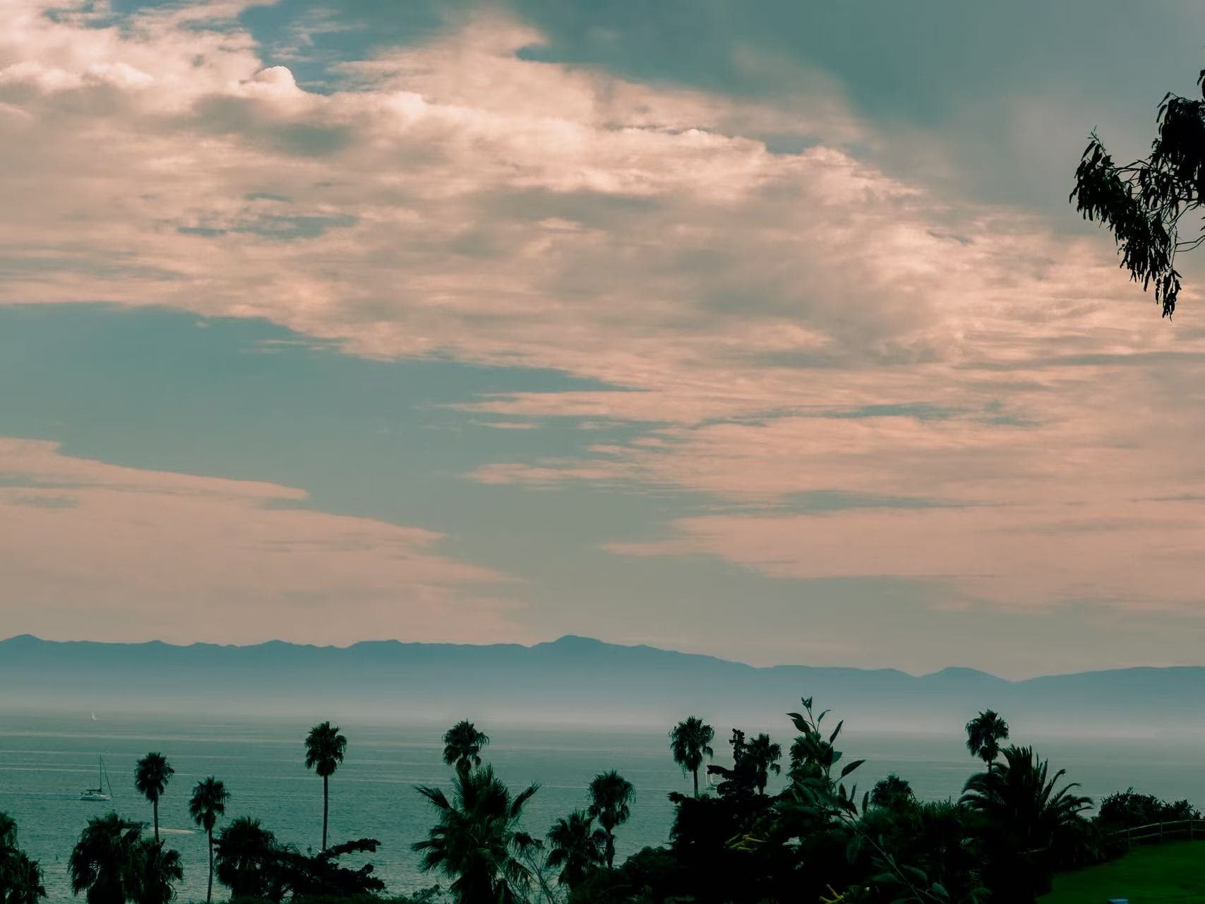 Palm trees under pink clouds over a hazy coast